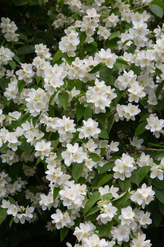 Corporate meeting room with carefully timed floral arrangements that maintain elegance throughout business hours