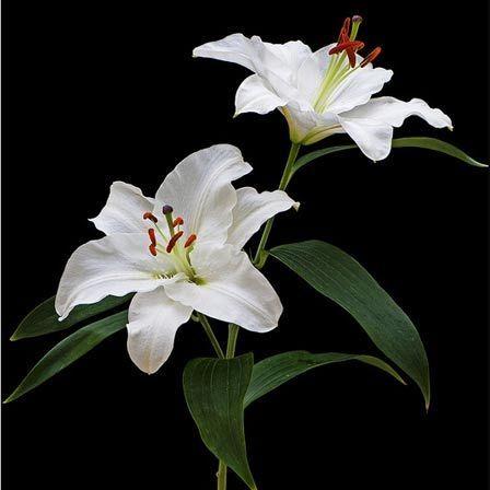 Corporate meeting room with carefully timed floral arrangements that maintain elegance throughout business hours